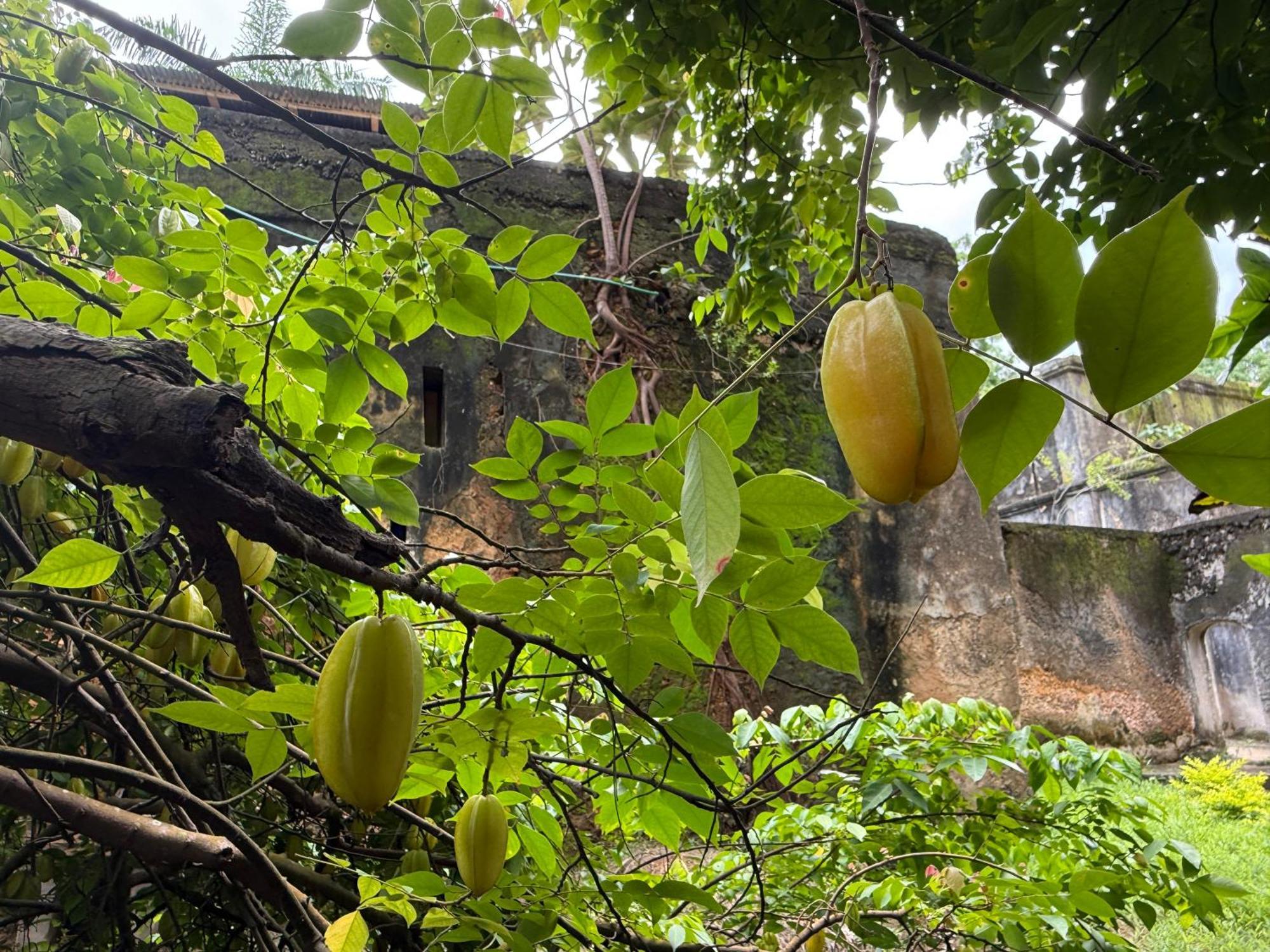 Mbweni Ruins & Gardens Previously Jungle Paradise Zanzibar المظهر الخارجي الصورة