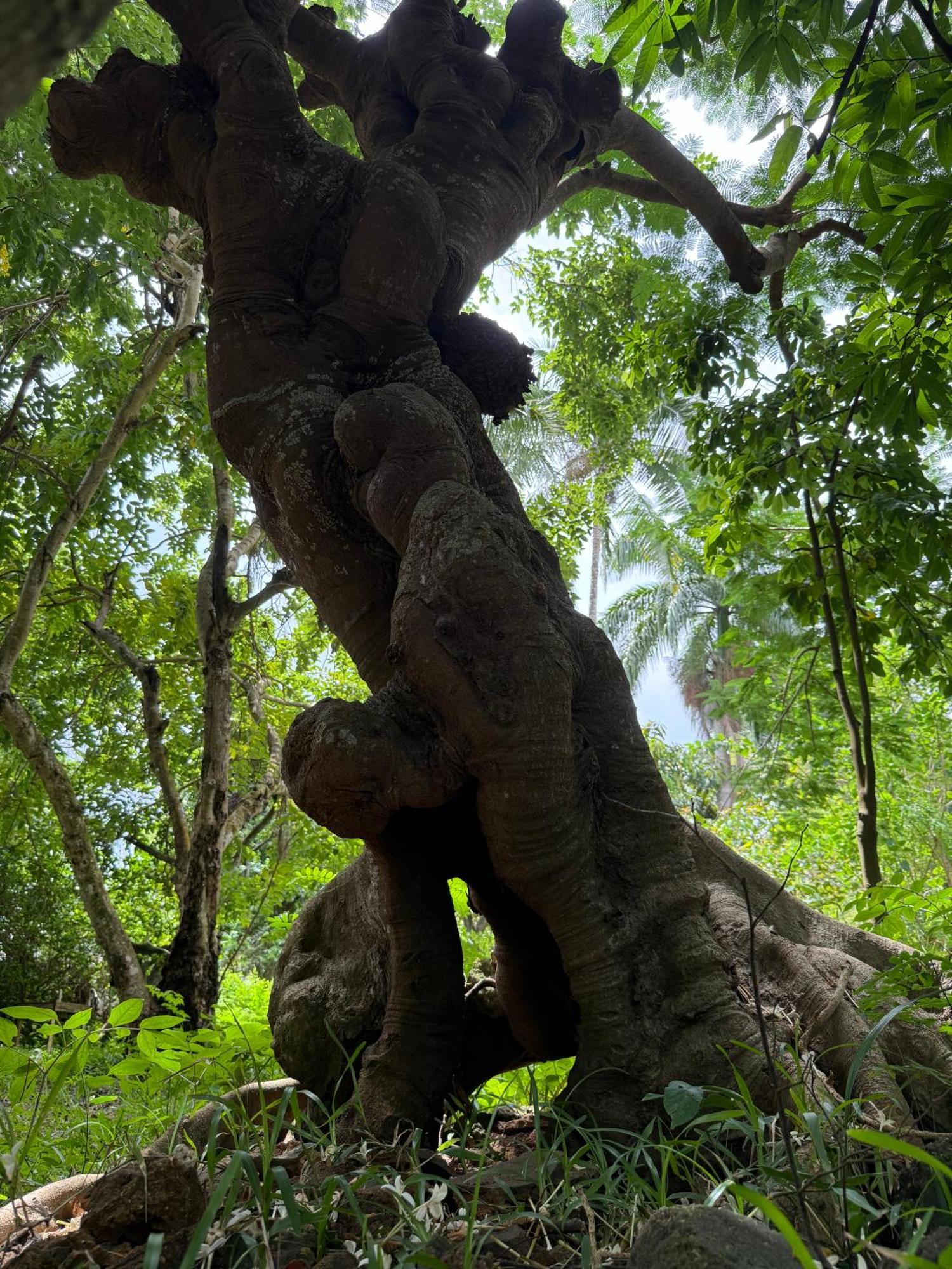 Mbweni Ruins & Gardens Previously Jungle Paradise Zanzibar المظهر الخارجي الصورة