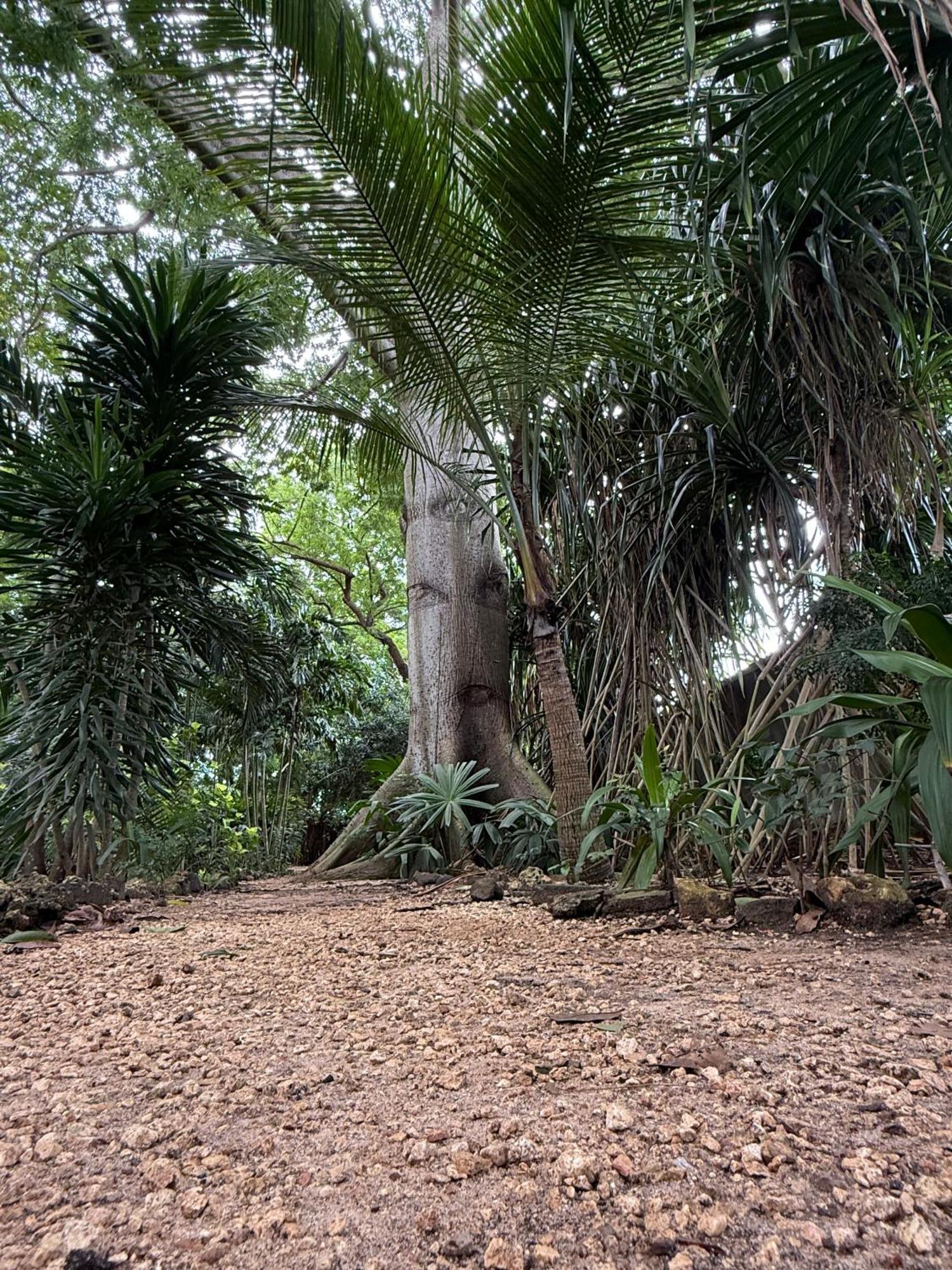 Mbweni Ruins & Gardens Previously Jungle Paradise Zanzibar المظهر الخارجي الصورة